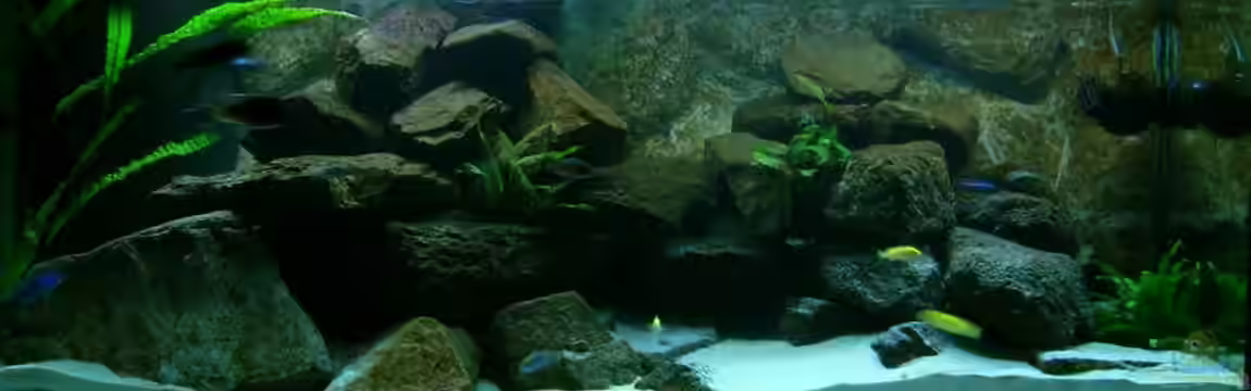 Erstes Malawi von Gallireya Reef