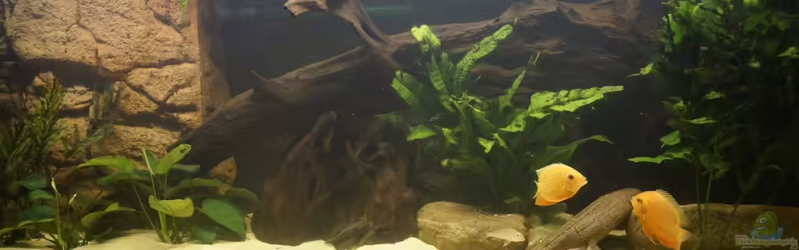 Erstes Südamerika-Becken von Birkenzeisig