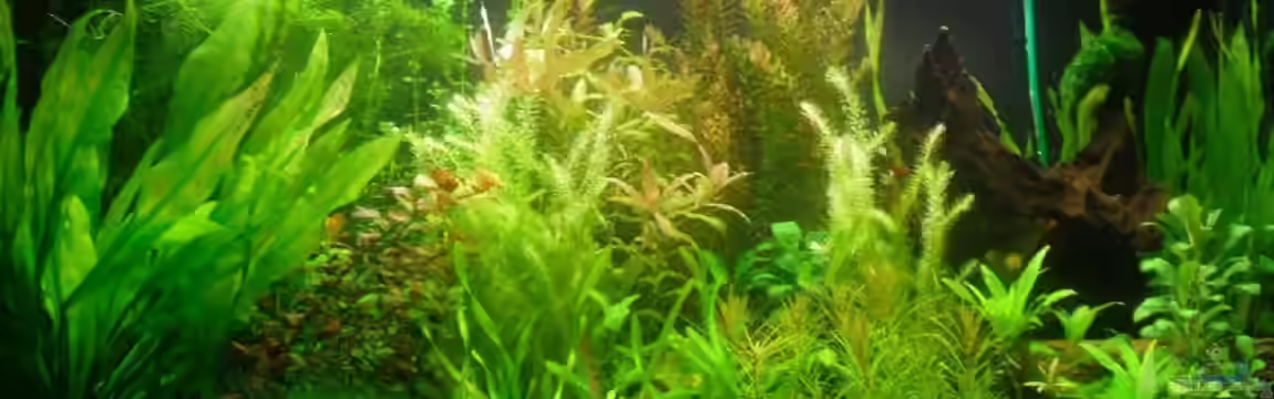 existiert in der Form nichtmehr von Peter S.