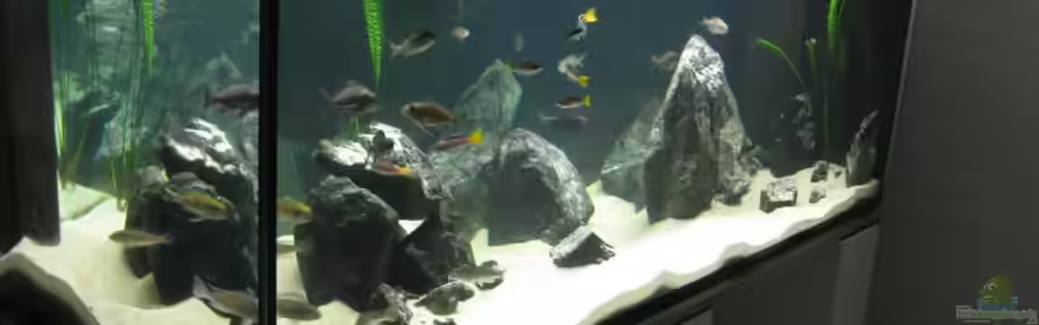 Fadenmaulbrüter-Tank von Andi*Sehlde