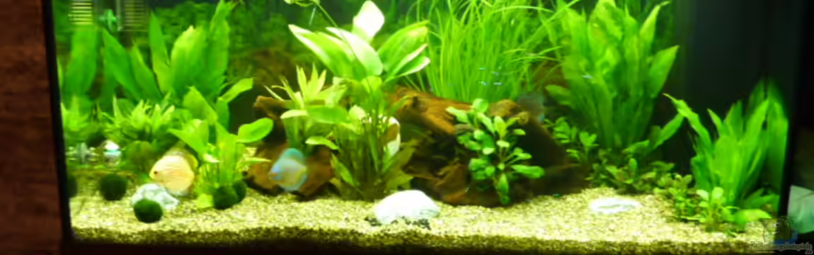 Fam Mosick von Normen Mosick