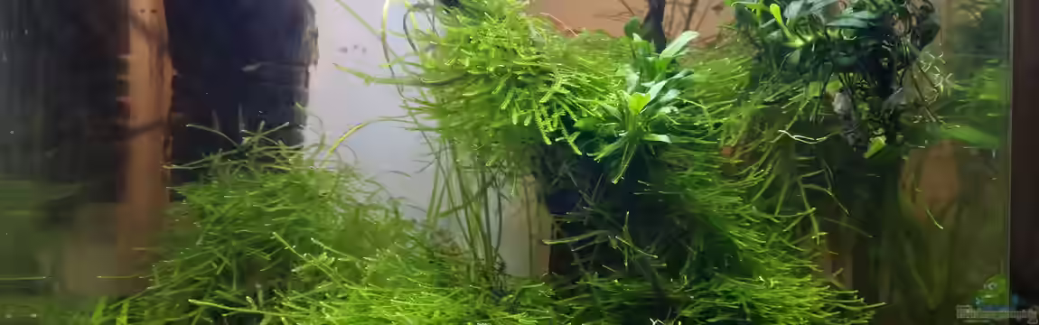 Fantas World von Stoner