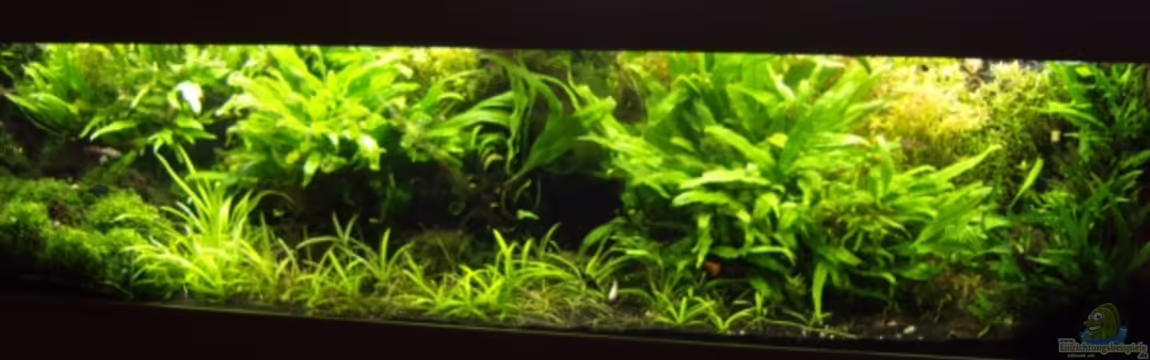 FarnFarm von killifreak