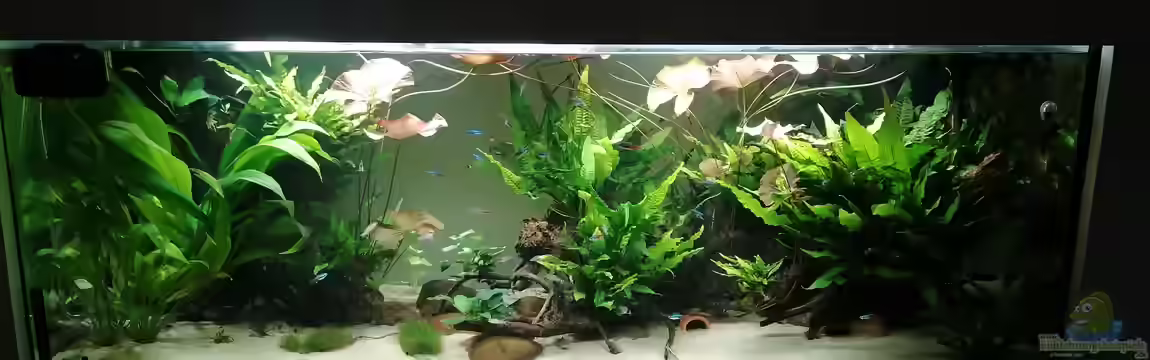 Feine Gesellschaft aus Südamerika von DaLi