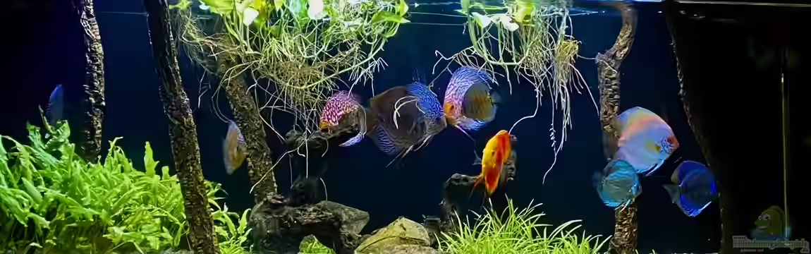 First Diskus von First Diskus