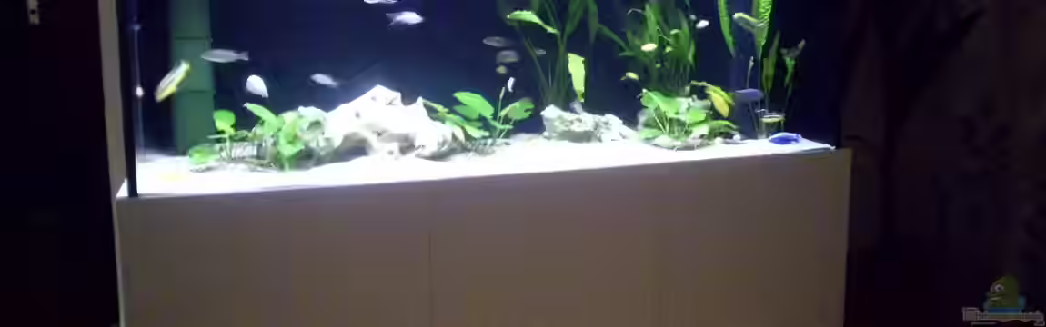 Fisch-TV für meiner Tochter von Markus Fressner