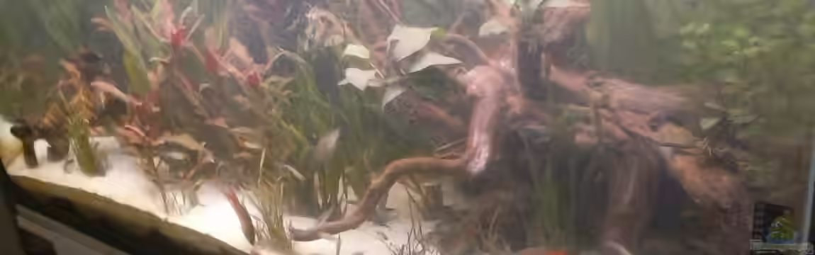 Fischtümpel von Schnaeuf