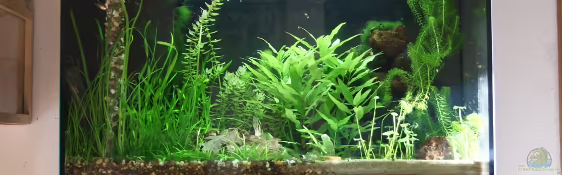 Fish and Shrimp (aufgelöst April 2018) von Hamstermaus