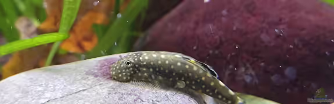 Flossensauger Becken von Bea Krings