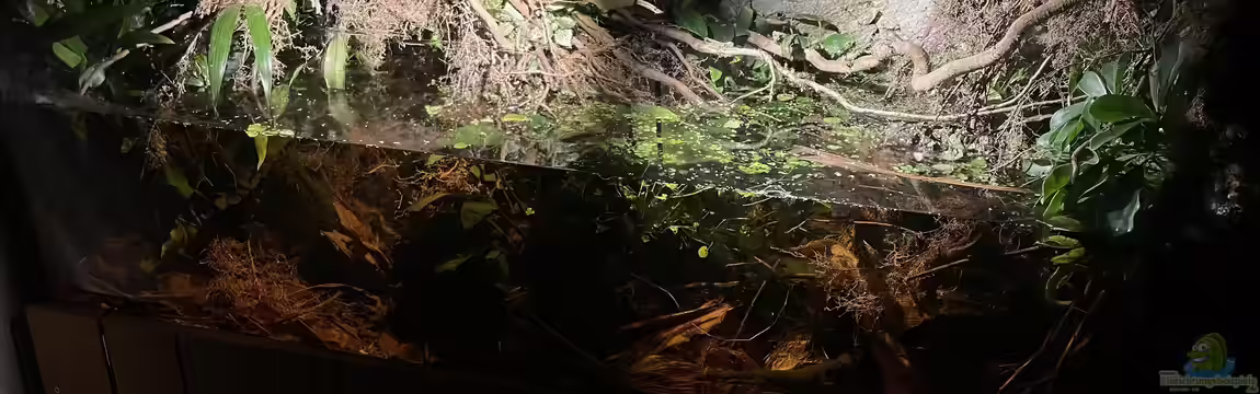 Flussufer für Channa sp. Laos Fireback von Jaenu00