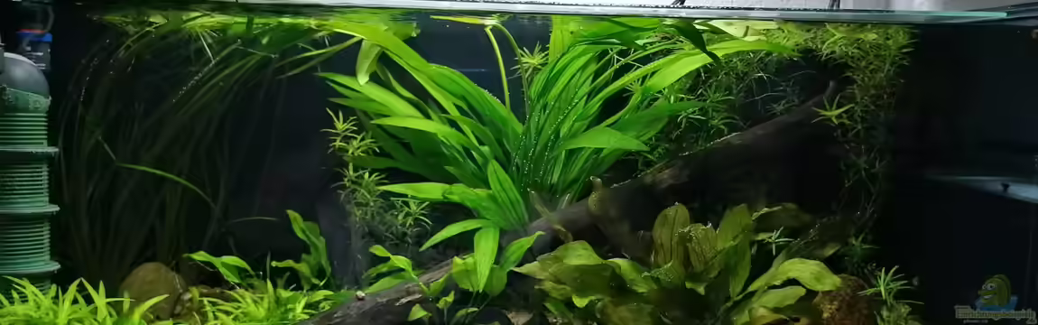 Flussufer im Amazonasgebiet von Fichte