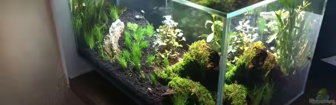 Fluval Edge - A second live von hawaii