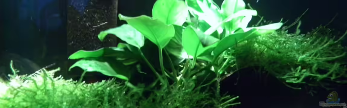 Fluval Edge von I.R.C.H.A