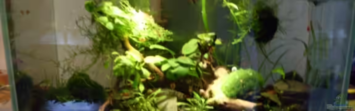 Fluval Edge von steffen9