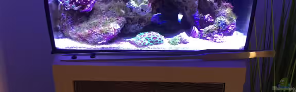 Fluval Flex - Meerwasseraquarium von mmbm78!