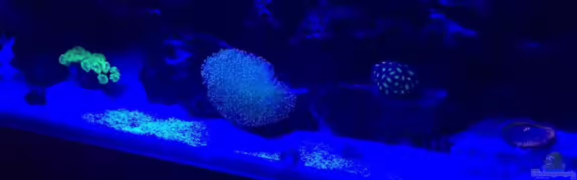 Fluval Reef M90 von bein666