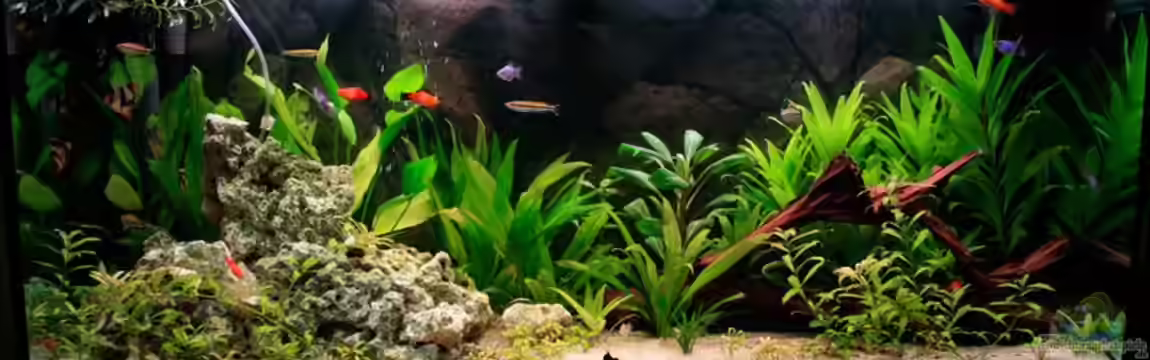 Fluval Roma 240 von blubba123