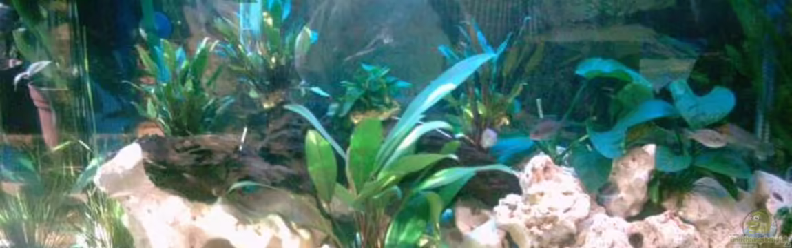 Fluval Roma von West01