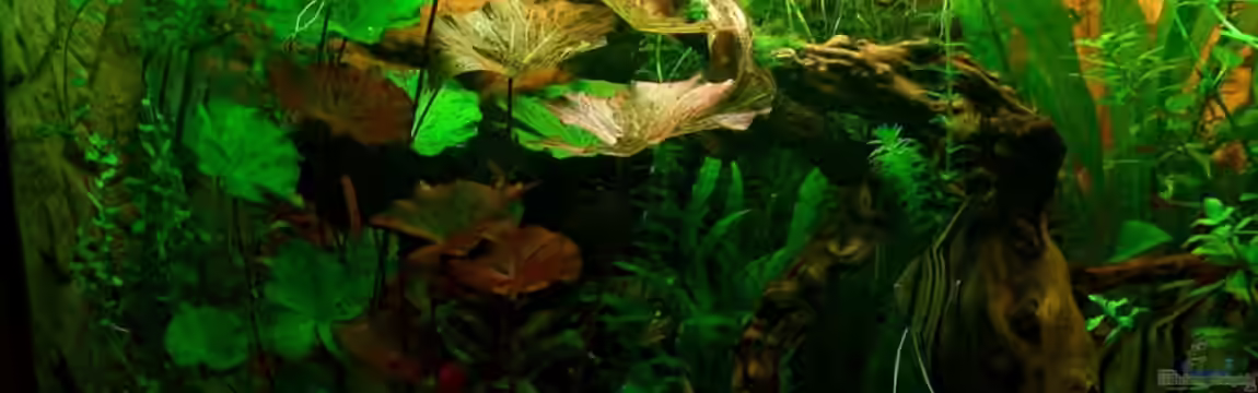 Fluval Venezia 350 L Eckaquarium von wald-muckel