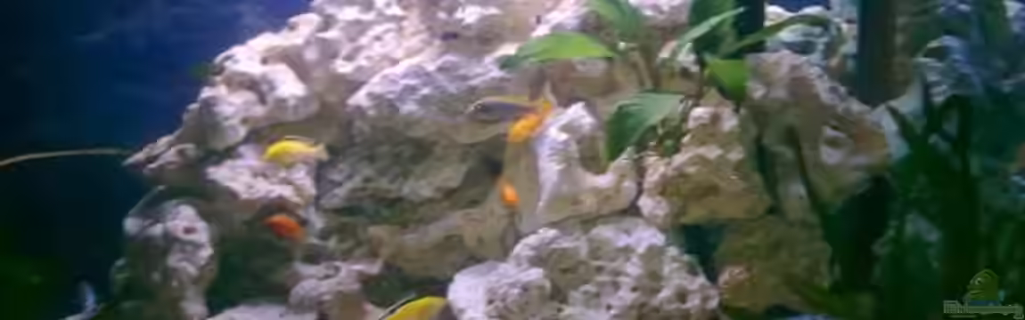 Fluval Venezia Eckaquarium von Malawi0611