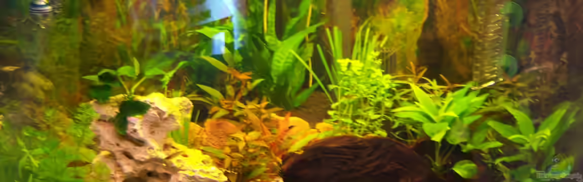 Fluval Venezia von basshammer