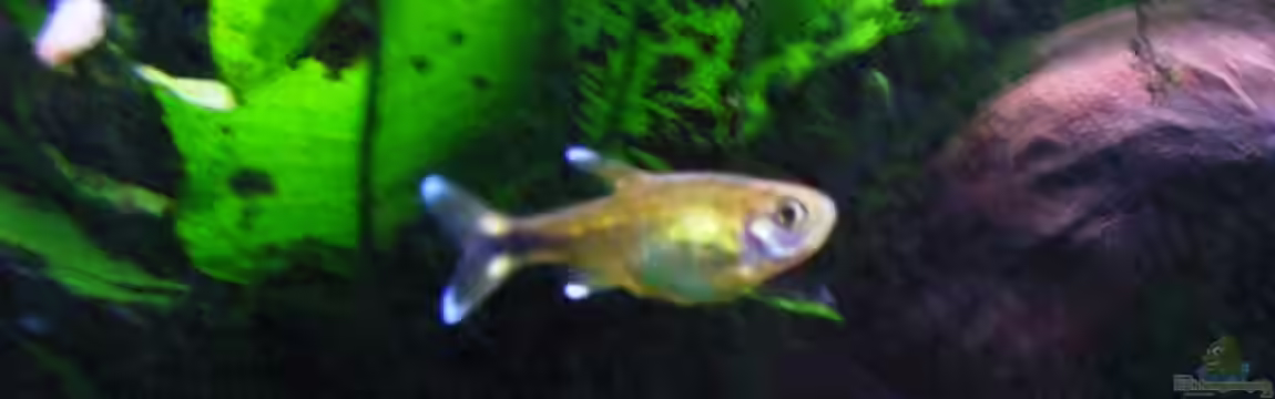 Fluval Vicenza 180 von Aqualex