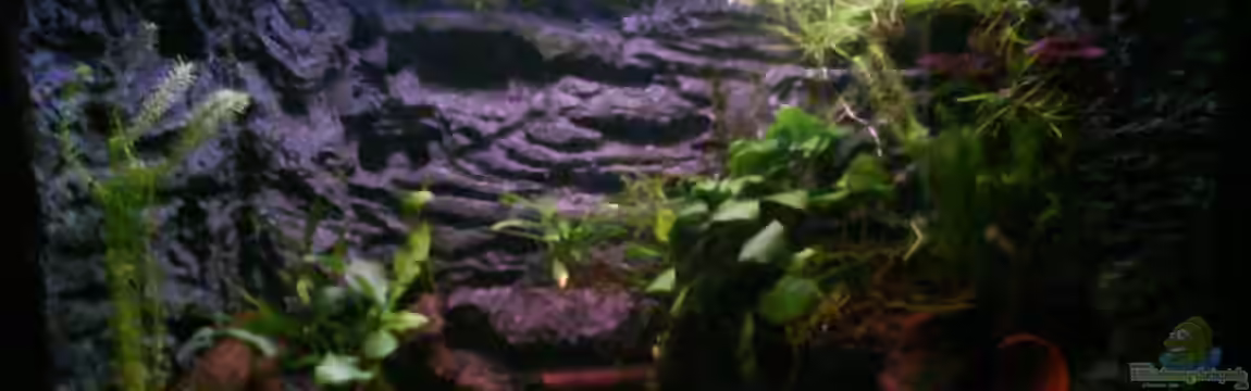 Froschgrotte von LaEy