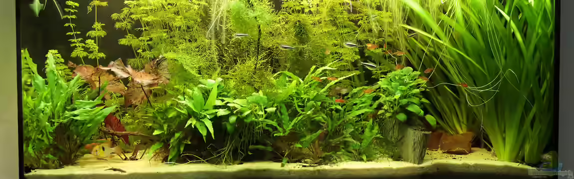 Funky, Funky von INGE