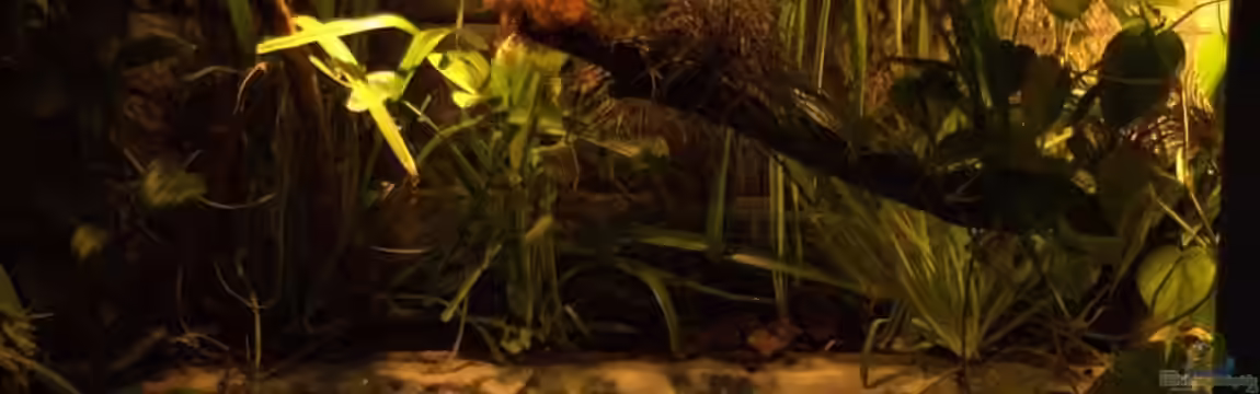 Fuzzles Home (nur noch als Beispiel) von Miguel