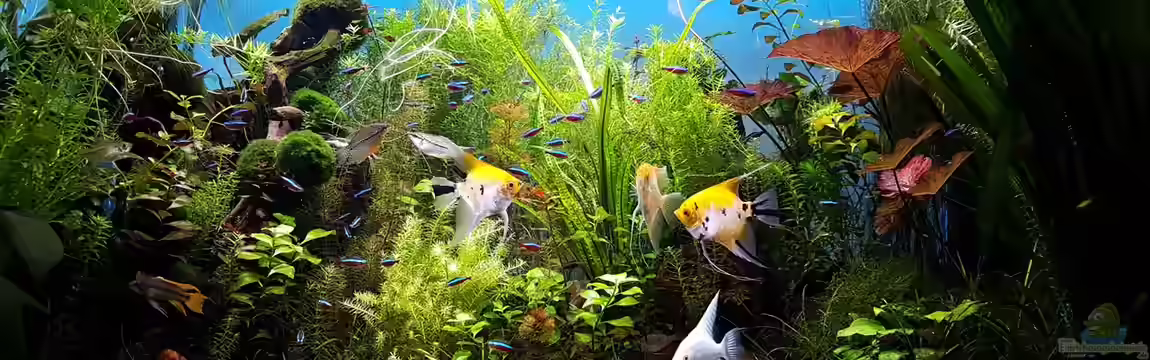 Gaja von Sebastian Hartmann