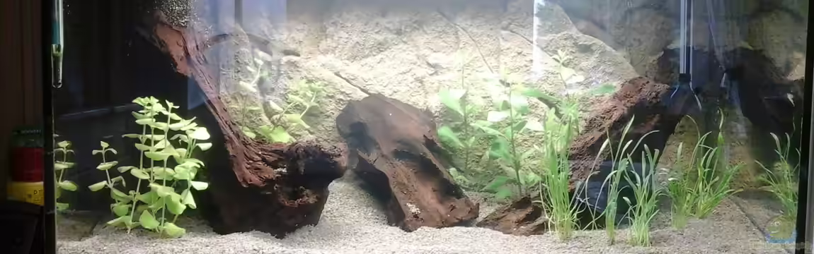 Garnelen auf der Diele von Ulf