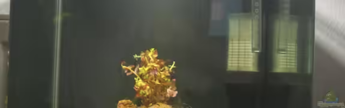 Garnelen Kliff von Niklas Urban