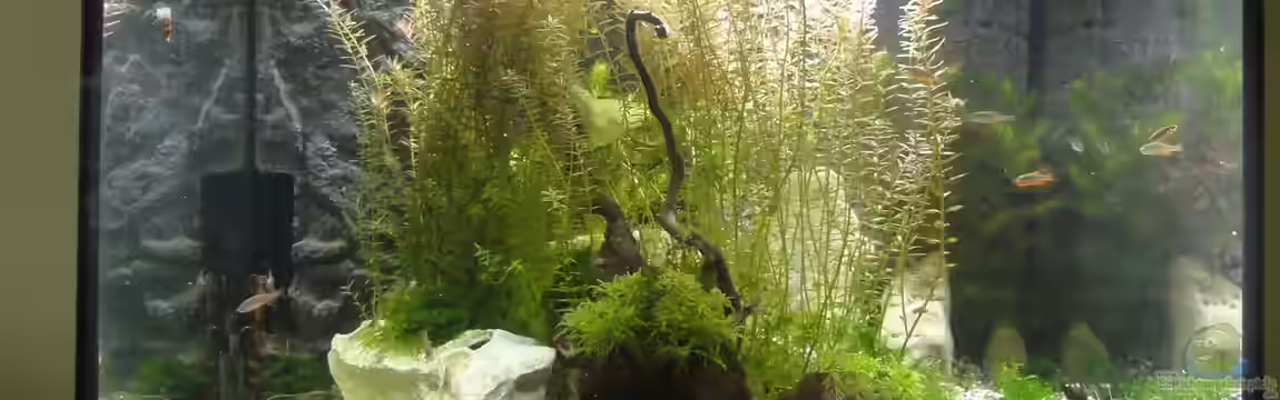 Garnelen-lastiges Gesellschaftsbecken in Lido120 von MengBer