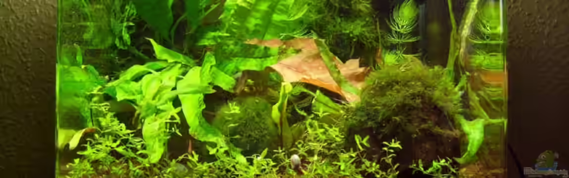 Garnelen-Traum von Garnelen-Passi