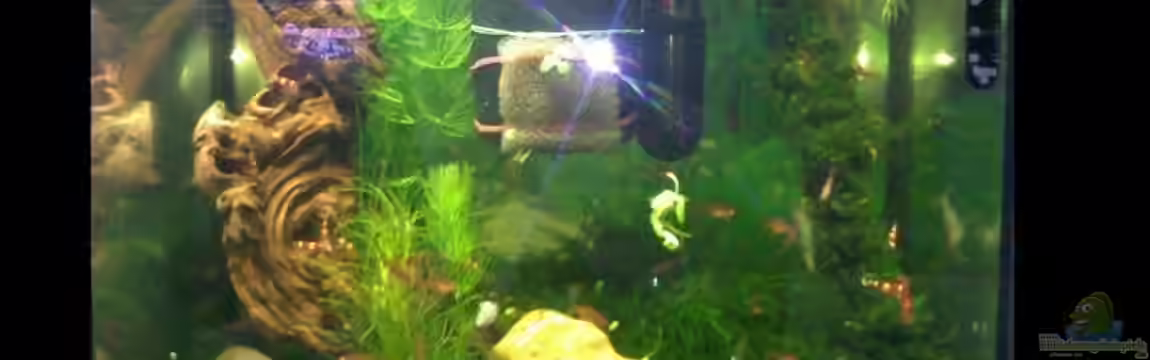 Garnelen von Basstard