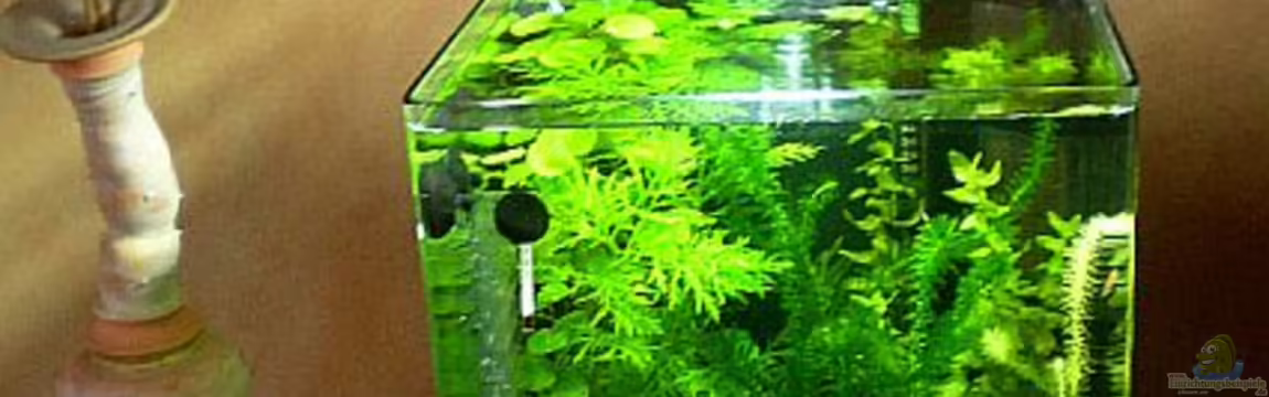 Garnelen Zucht Aquarium von Minifisch