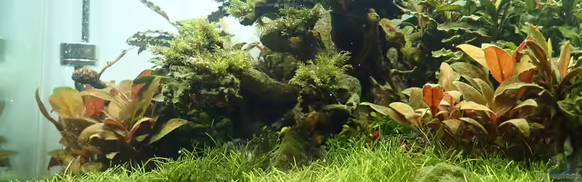 Garnelenbaum von Mark D.C.