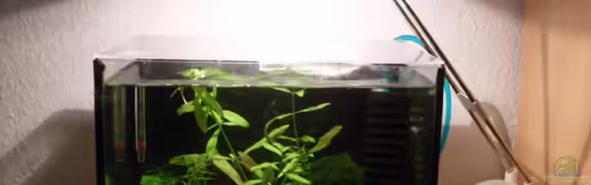 Garnelenbecken (abgebaut) von sp4x