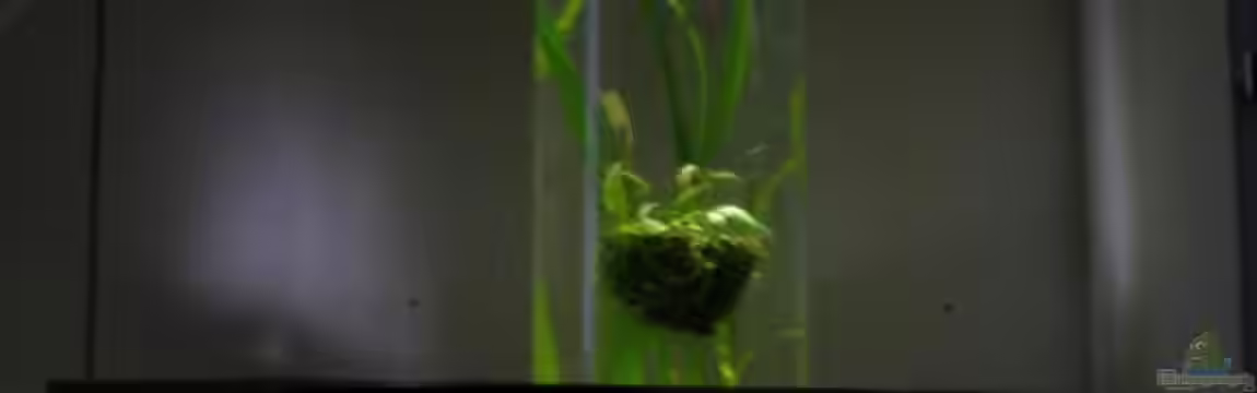 Garnelenbecken mit Säule von Keini