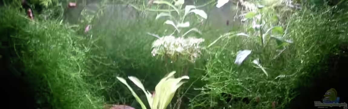 Garnelenbecken von Inot