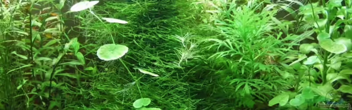 Garnelenbecken von Matzemania