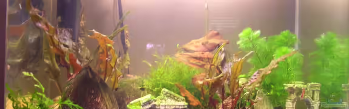 Garnelenbecken von Patrick Gisi