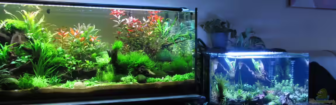 Garnelenbecken von Thainrinn