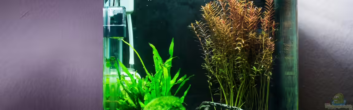 Garnelenbox von Fabian M