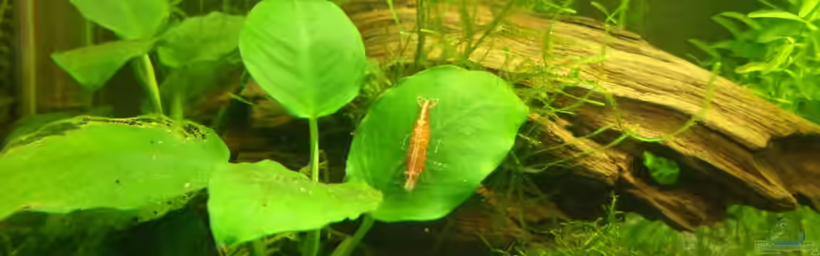 Garnelenheim von Elaria