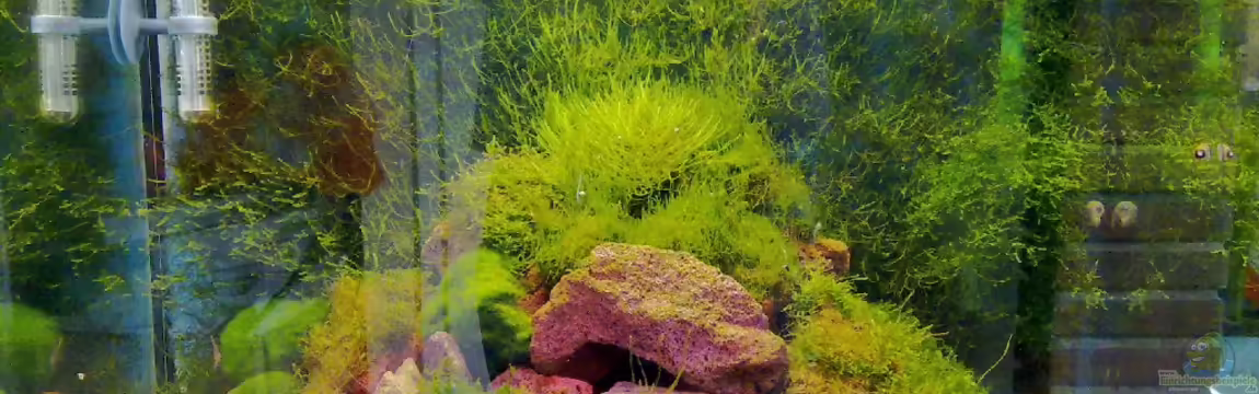 Garnelentraum in 120 Litern von Poker