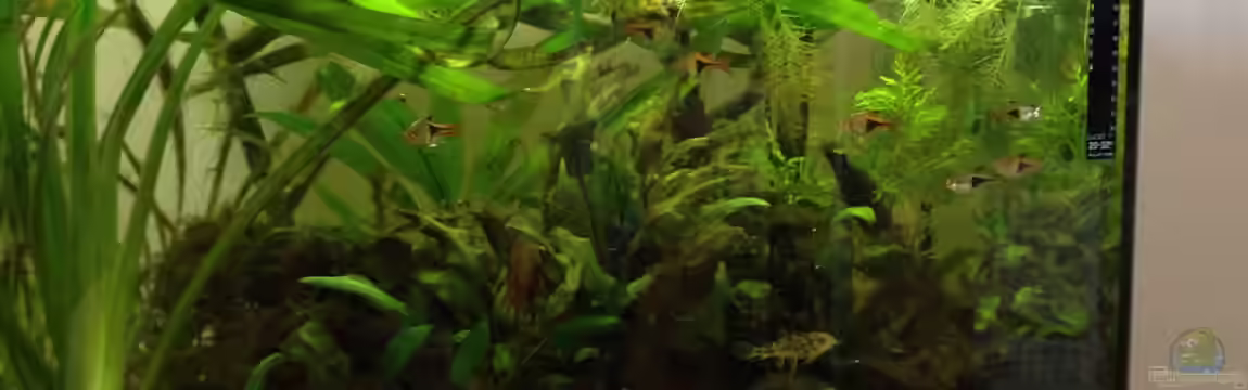 Garten Epikurs von Bob Dylan