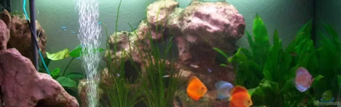 Gauchel Becken von Christoph Lange