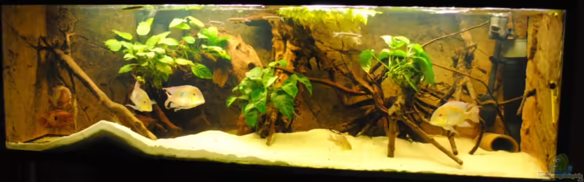 Geophagus & Co von weyrobing