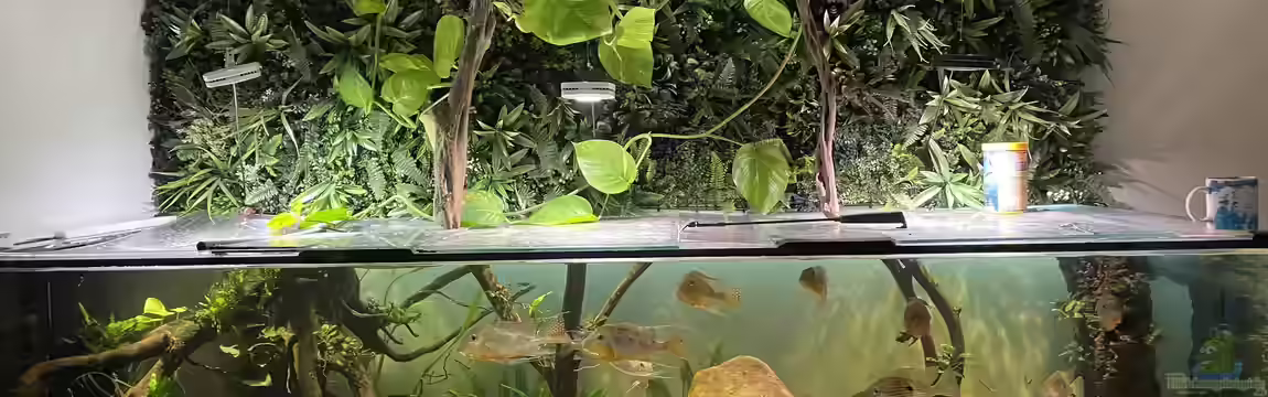 Geophagus von JonnyGranato